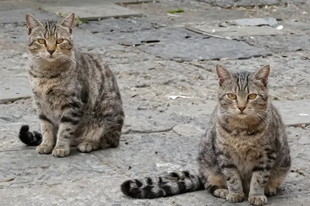 Dos gatos callejeros sanos descansan separados en un patio tranquilo