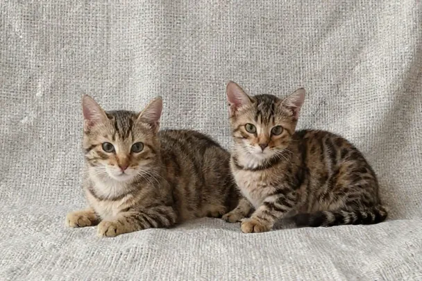Dos gatos pequeños descansan sobre una manta.