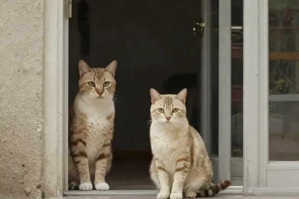 Dos gatos de colores naturales esperan junto a una puerta abierta