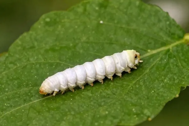 Larvas blancas sanas permanecen sobre una hoja lejos de cualquier cuerpo