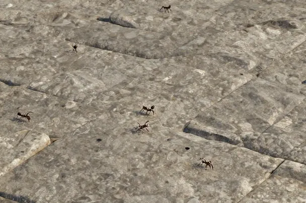 Hormigas pequeñas avanzan separadas por una piedra plana.