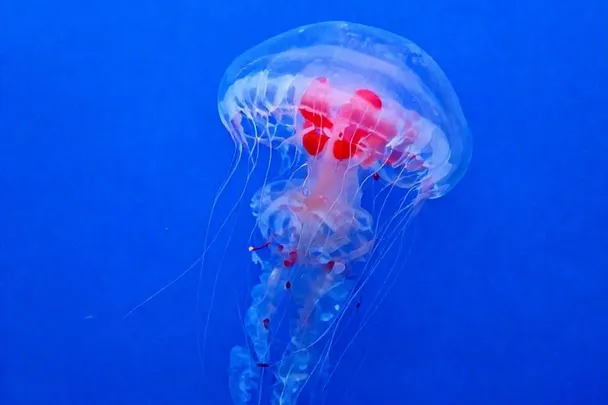 Medusas translúcidas flotan en agua azul y tranquila