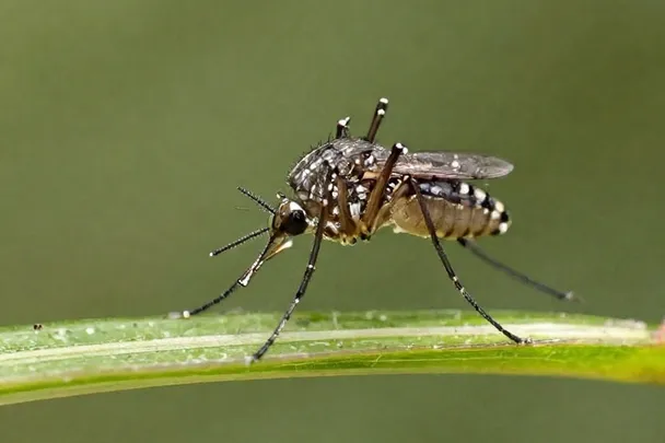 Mosquito de perfil posado sobre una hoja verde.