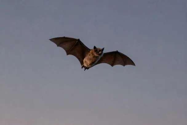 Murciélago con las alas extendidas ante el cielo del atardecer.