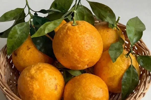Naranjas maduras descansan con hojas verdes en una cesta