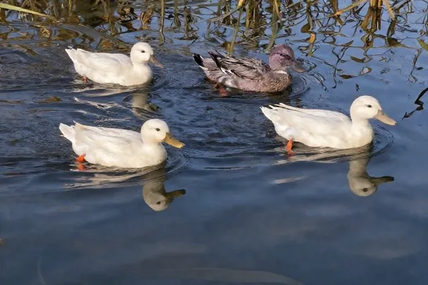 Patos nadan tranquilos entre reflejos suaves de un estanque