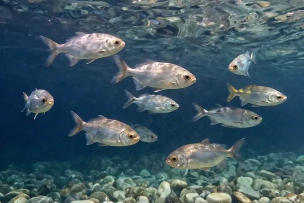 Peces plateados nadan juntos sobre piedras claras