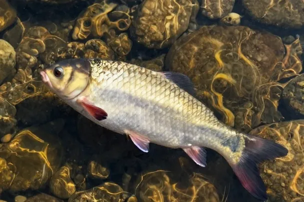 Peces vivos nadan en agua somera sobre piedras redondeadas