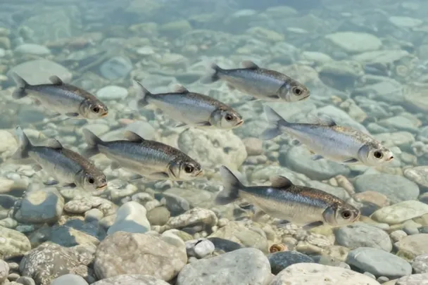 Peces plateados nadan separados sobre piedras claras