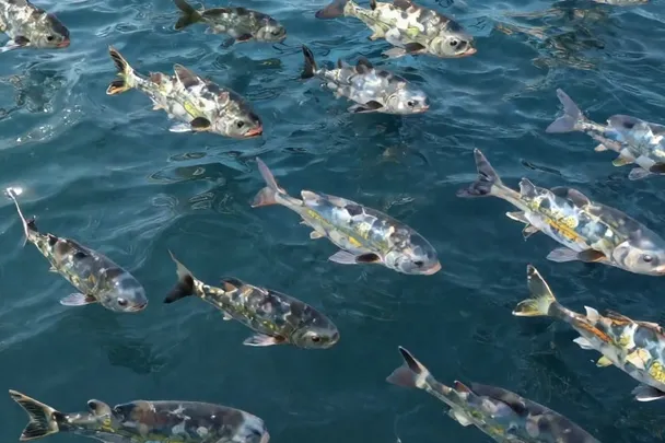 Banco abundante de peces nada unido en agua clara