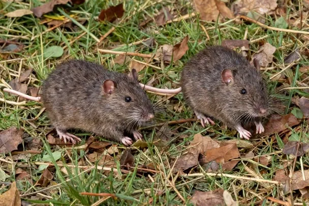 Dos ratas de campo corren entre hojas secas