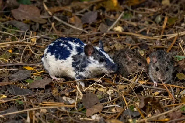 Ratones pequeños cruzan hojas secas en el borde de un campo