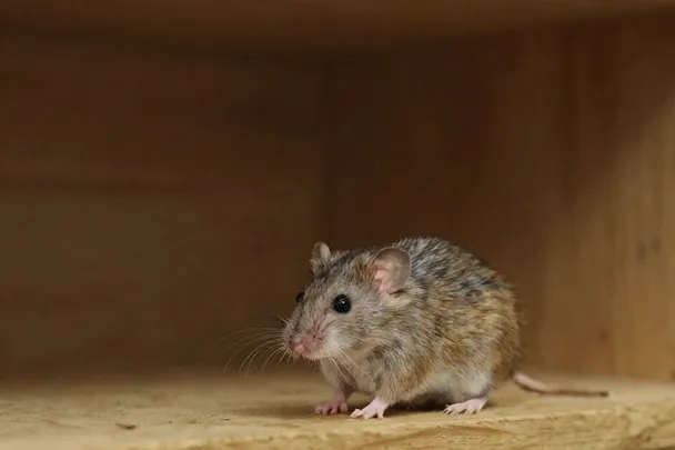 Ratón de campo observa desde el borde de una despensa ordenada
