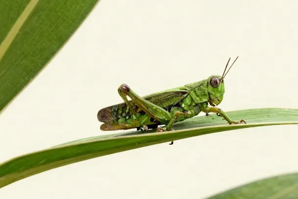 Saltamontes verde sano descansa de perfil sobre una hoja