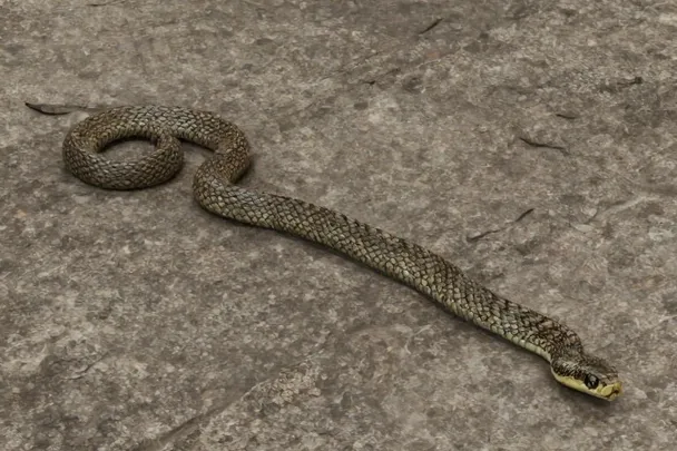 Serpiente sobre suelo de piedra, con la cola enroscada.