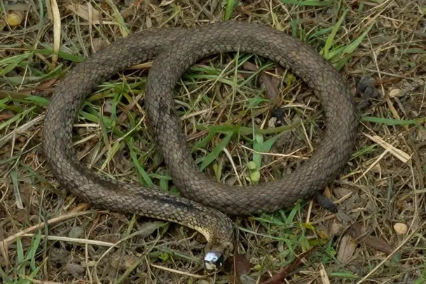 Serpiente solitaria descansa extendida en una curva suave