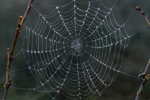 Telaraña cubierta de rocío se extiende entre ramas