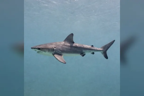 Tiburón de perfil nadando a distancia en mar abierto.