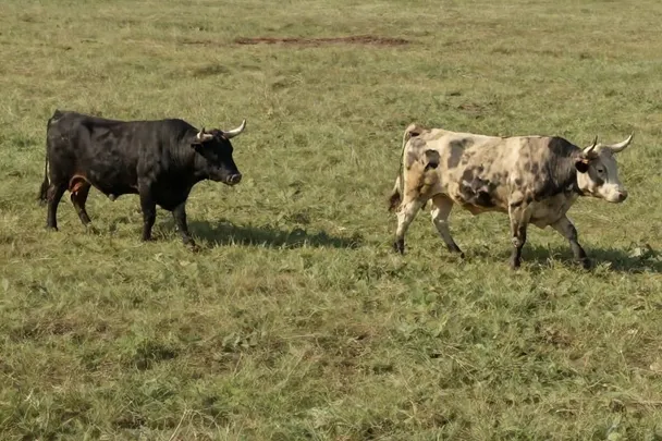 Dos toros tranquilos caminan separados por un prado abierto