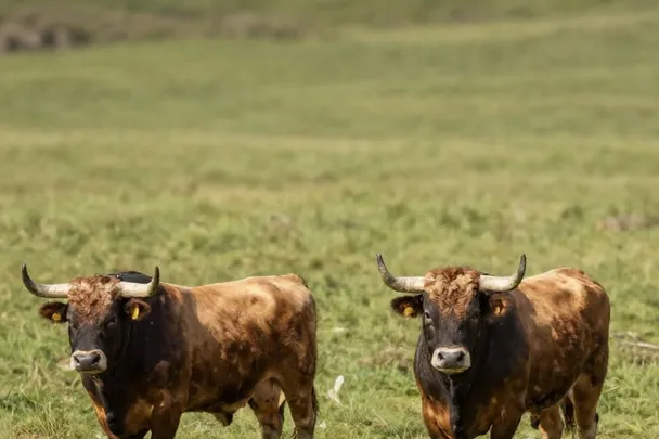 Dos toros adultos tranquilos permanecen separados en un prado