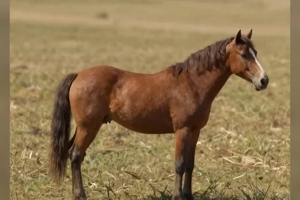 Caballo marrón permanece sereno en un campo de tierra cálida
