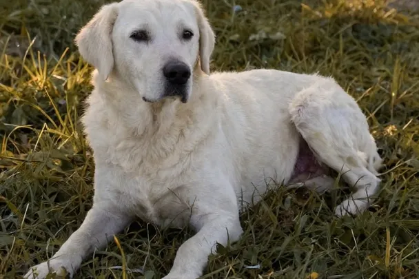 Perro blanco sereno descansa sobre hierba iluminada