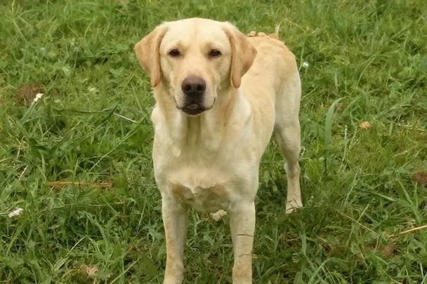 Perro grande de gesto amable espera junto a una puerta de jardín abierta