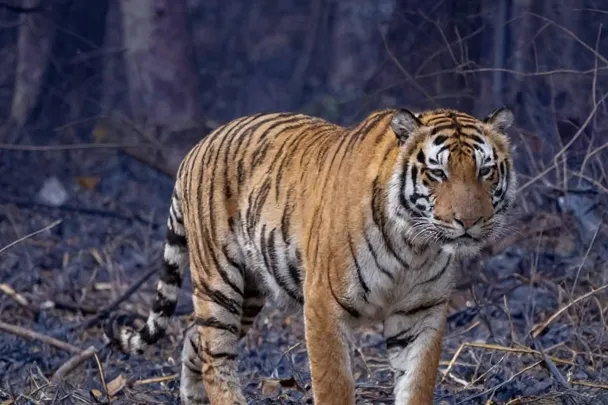 Tigre tranquilo cruza un claro amplio del bosque