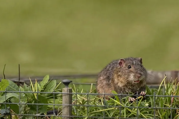 Rata de campo alerta permanece detrás de una cerca baja
