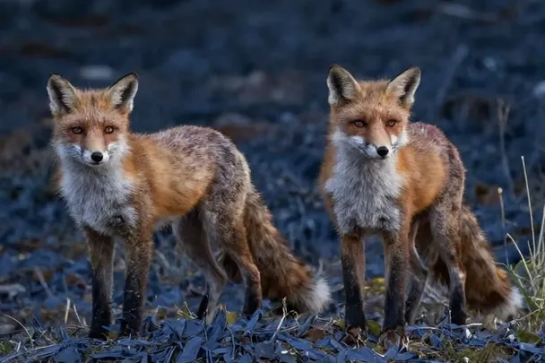 Dos zorros rojos observan desde el borde tranquilo de un bosque