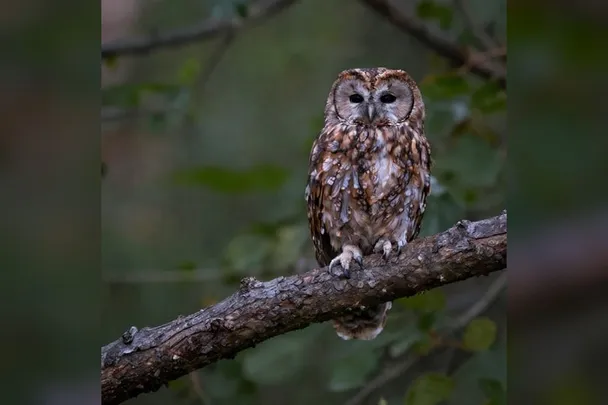 Búho posado en una rama con el bosque desenfocado al fondo.