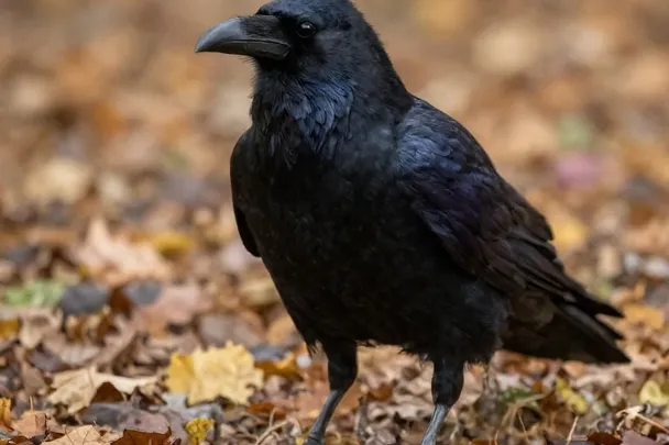 Cuervo negro camina entre hojas caídas en un claro luminoso