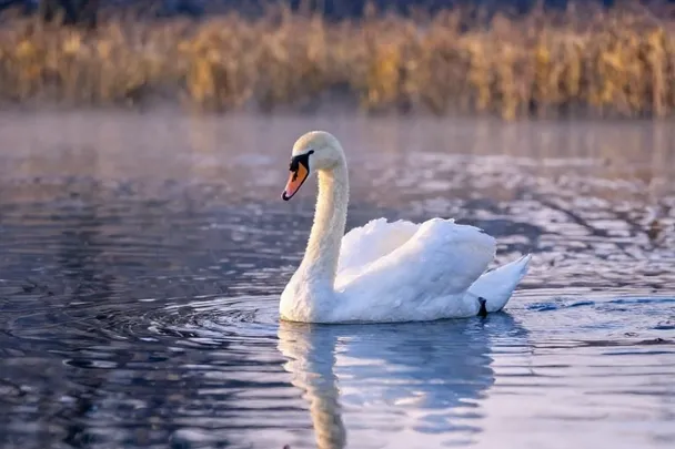 Cisne blanco avanza sobre un lago de aguas tranquilas