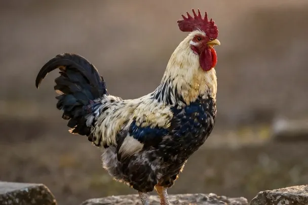 Gallo de plumaje vivo permanece erguido al amanecer