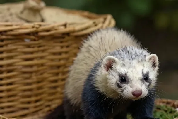 Hurón curioso asoma junto a una cesta de mimbre en un jardín