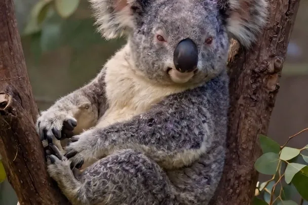 Koala descansa entre las ramas de un eucalipto