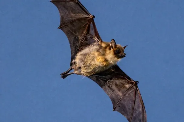 Murciélago en vuelo sereno al atardecer, visto con detalle naturalista