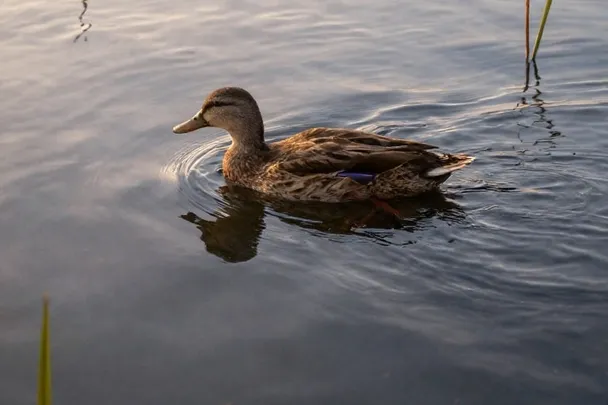 Pato solitario nada sobre un estanque en calma