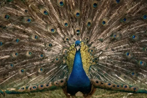 Pavo real sereno abre su cola en un jardín tranquilo