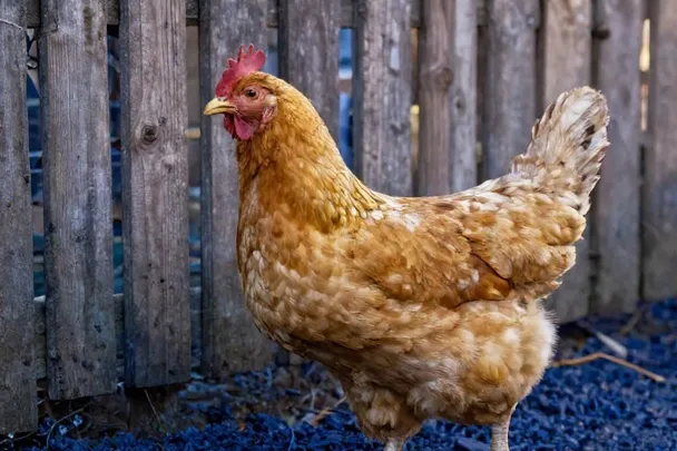 Gallina dorada camina junto a una cerca de madera en un jardín