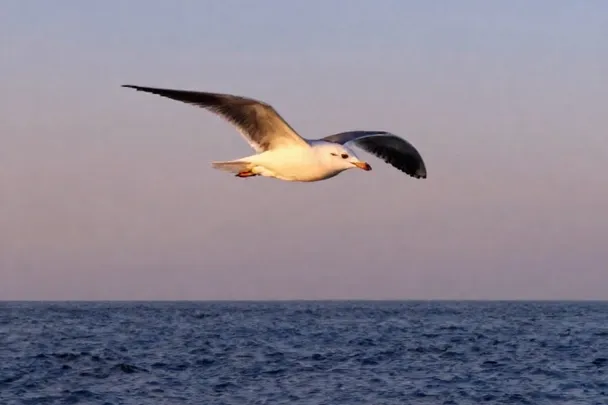 Gaviota en vuelo sobre el mar con luz suave y amplio cielo azul