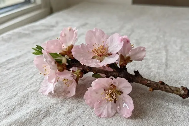 Rama de almendro en flor sobre lino claro.
