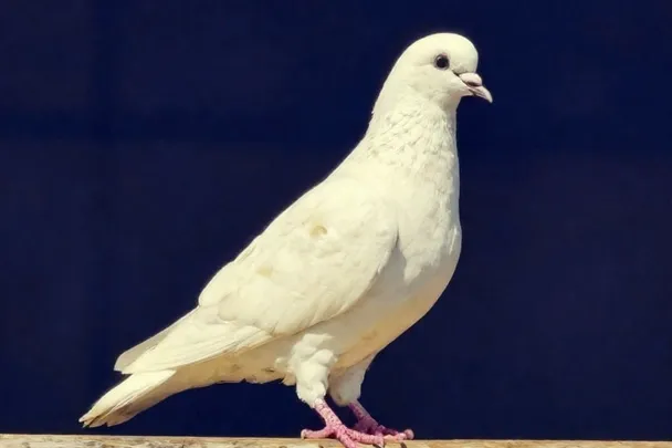 Paloma blanca descansa en un porche luminoso de madera clara