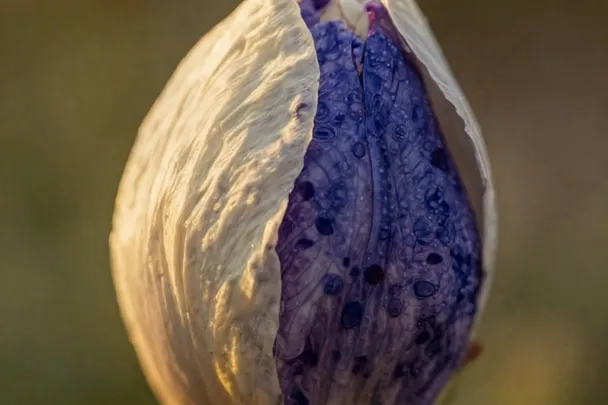 Capullo de flor comienza a abrirse en un jardín al amanecer