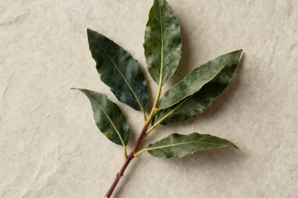 Rama fresca de laurel sobre una piedra clara