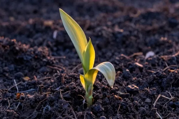 Brote verde emerge de la tierra húmeda al amanecer