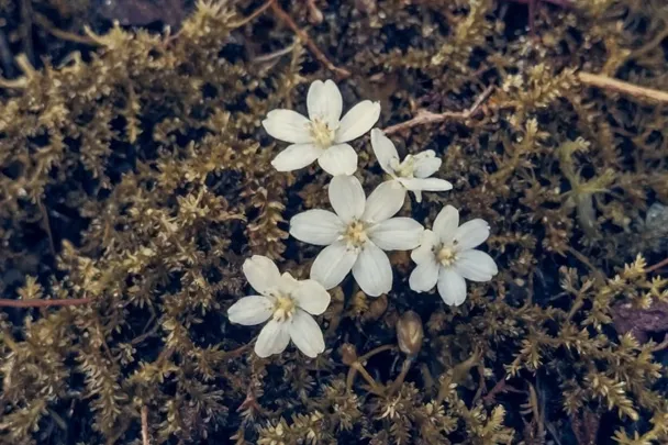 Flor pequeña inclinada sobre musgo bajo una luz suave