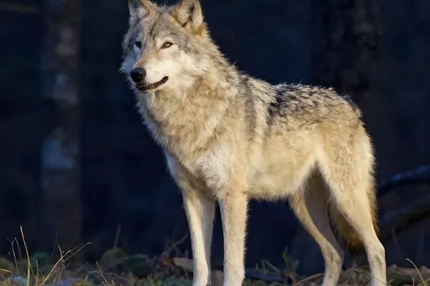 Lobo sereno observa un claro del bosque al amanecer