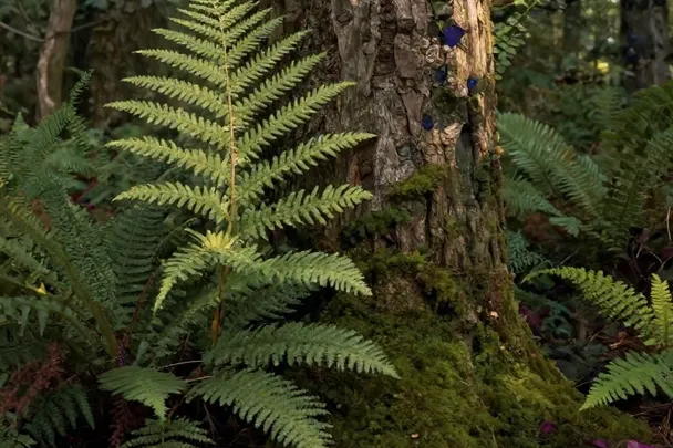 Helechos y musgo crecen alrededor de un árbol en un bosque sereno
