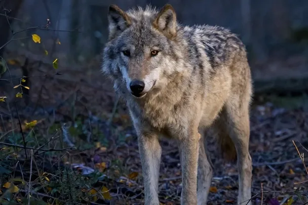Lobo gris camina por un sendero boscoso al amanecer